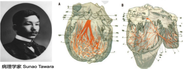 心脏的左,右束支,并将房室结,左右束支与浦肯野纤维统称为房室传导