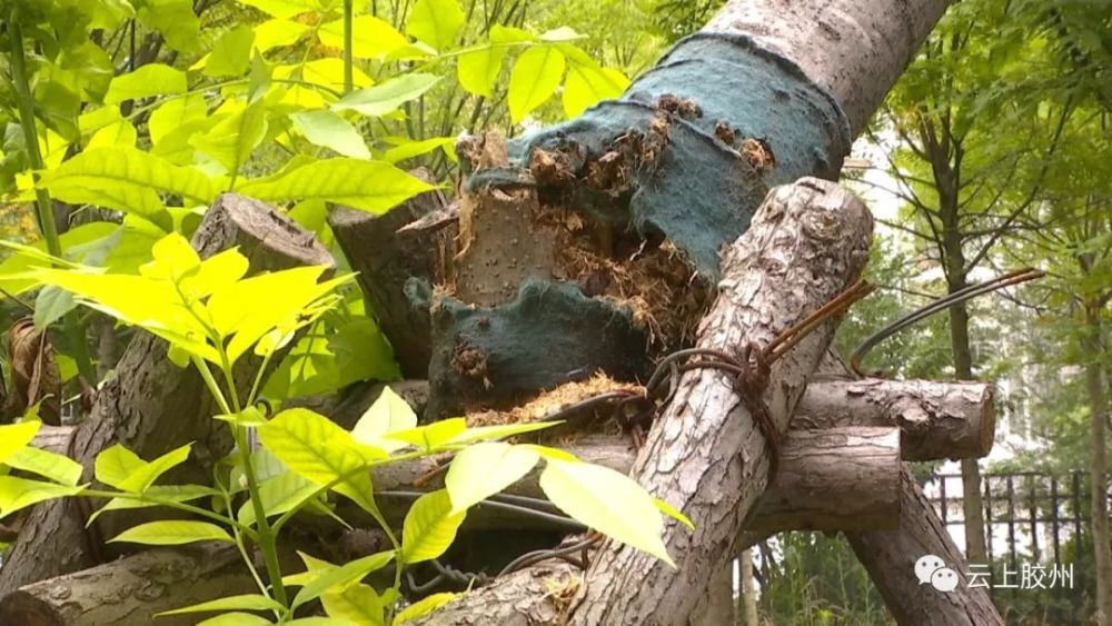 在一棵虫害较严重的树上,记者看到树干中间位置已经被虫子咬断,而且树