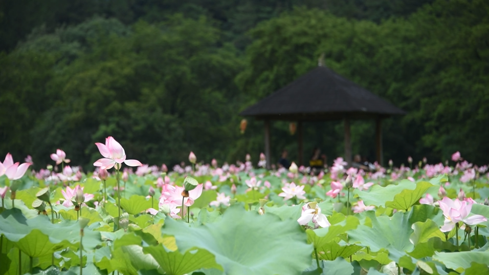 青田方山荷花基地图片