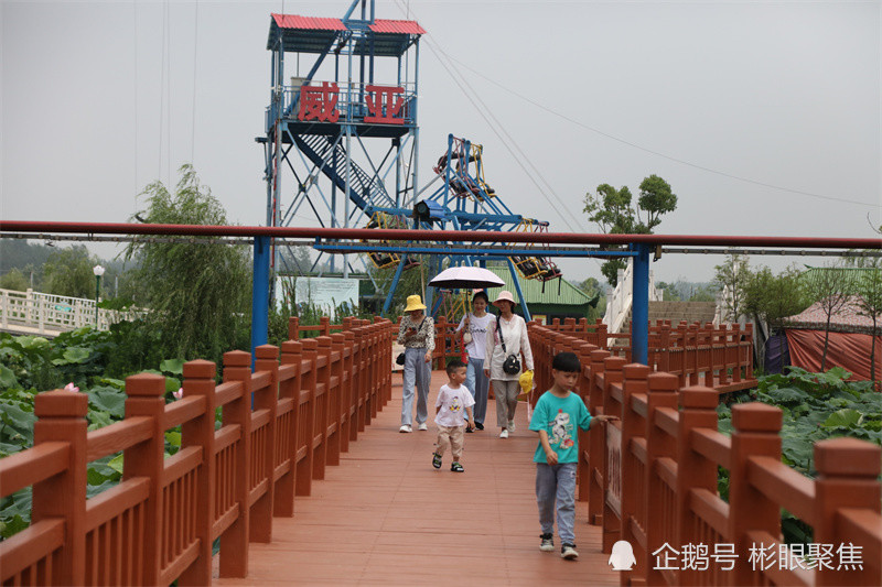 阜南地城千亩荷花绽放生态旅游助力乡村振兴