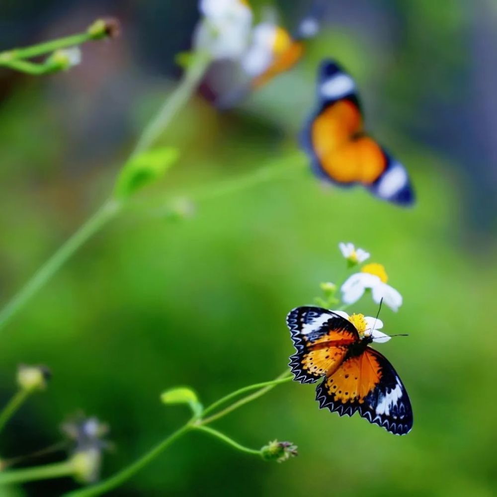 夏天拍美好景致,照片也要上档次,手机摄影需要了解的10条知识