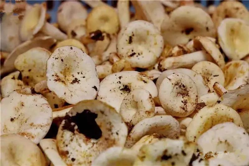 奶浆菌奶浆菌分布在海拔1600米到2800米的温带地区,生长在松林或针