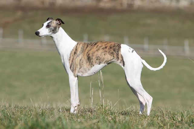 malamute)的起源和歷史,今天接著講智商排名第89名的惠比特犬(whippet