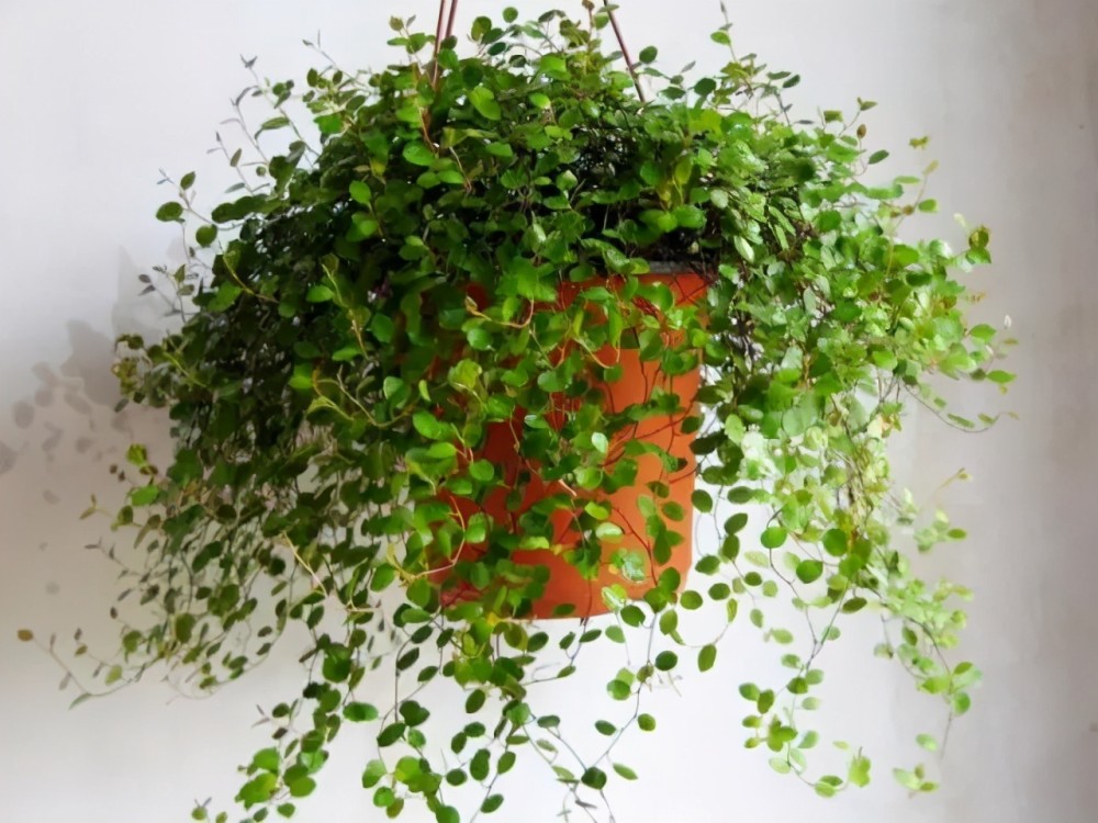 家里这些花卉吊起来养,既增加了观赏价值,又节省了养殖空间_腾讯新闻