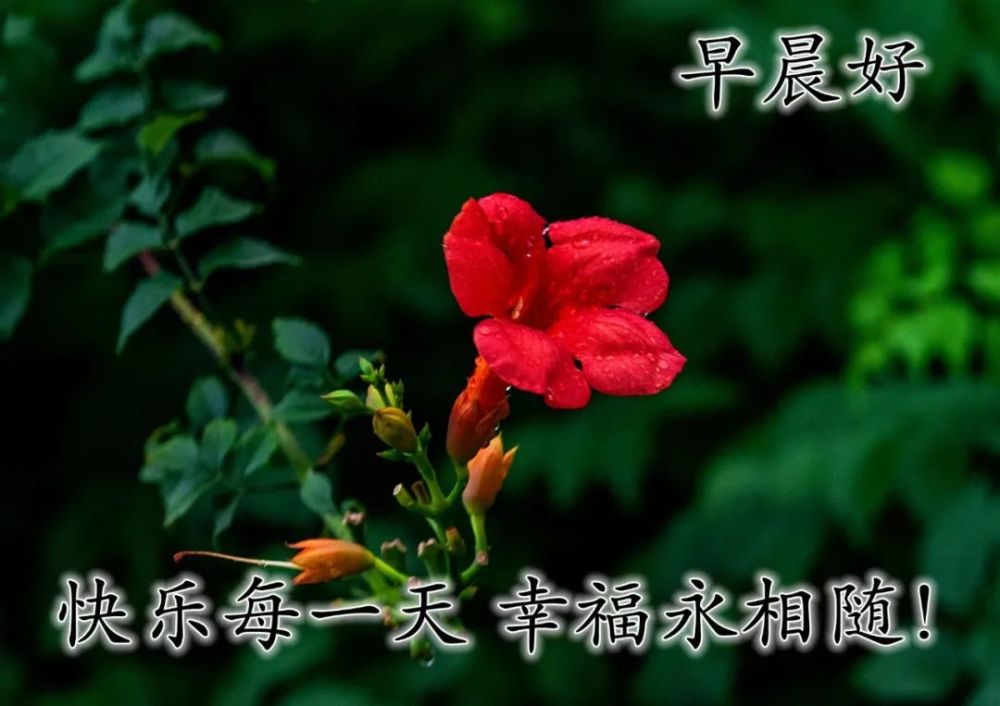 2022最新早安心语励志祝福图片微信早上好图片大全唯美早上好表情图片