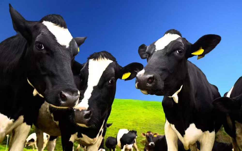 乳糖不耐者福音:俄罗斯成功克隆第一头转基因奶牛,可产无乳糖牛奶
