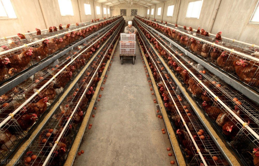 毛鸡继续跌,羊市风云再起,蛋价低迷,今年养殖业寒冬何时过去?