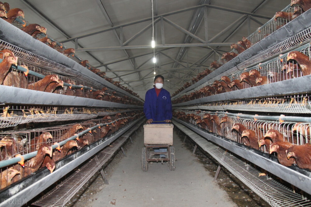 毛鸡继续跌,羊市风云再起,蛋价低迷,今年养殖业寒冬何时过去?