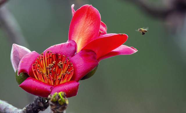 农村常见的一种中药 它的功效与作用 你知道吗 腾讯新闻