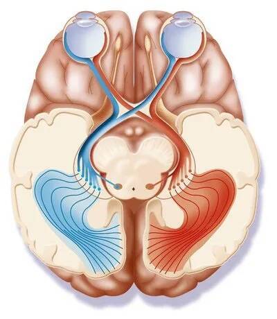 传输视觉信号的电线坏了家长们发现了吗