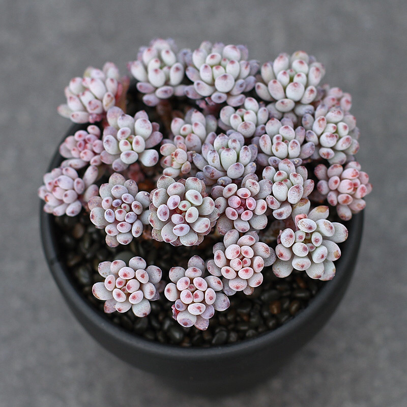 多肉补全计划-蓝豆