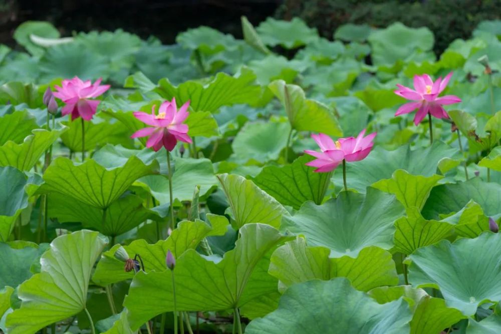 不能错过!第九届上海荷花睡莲展集体进入盛花期,醉人美景抢先看