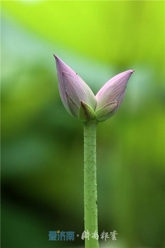 出现概率仅十万分之一罕见并蒂莲亮相济南大明湖
