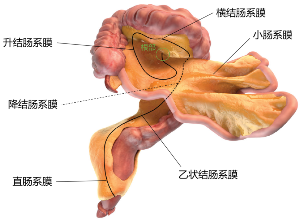 小腸繫膜從根區扇出,sma 將其懸掛在後腹壁至迴腸末端