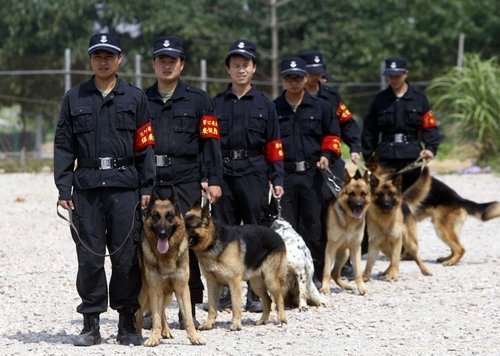 五十多只警犬集体出售?警院:胆小体小占很大原因