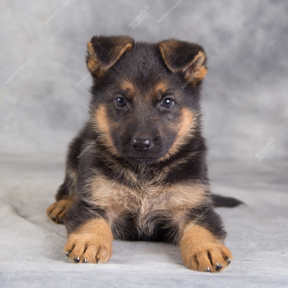 五十多只警犬集体出售?警院:胆小体小占很大原因