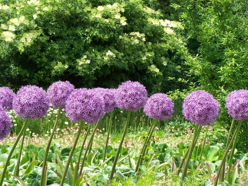 花园里有这4种植物 伴你度过清凉一夏 轻快一夏 腾讯新闻