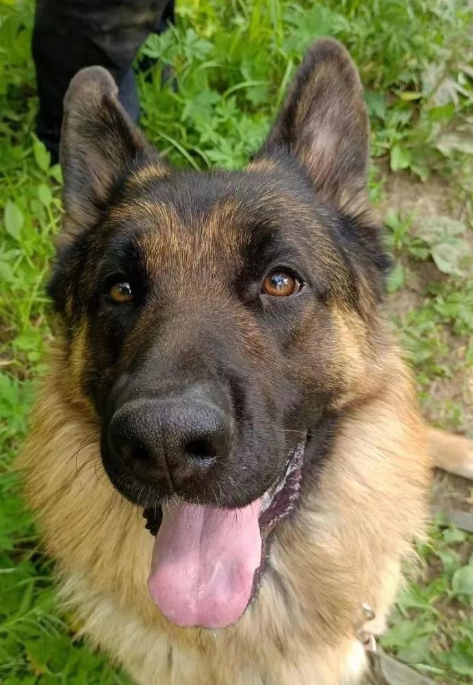 小德牧拍出33万天价!这54只警犬终于找到新家了