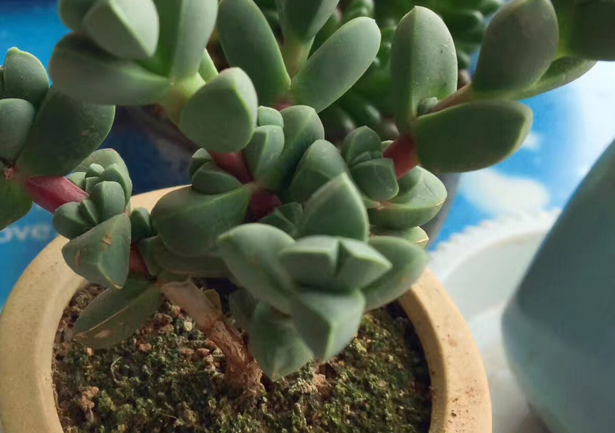 多肉植物鹿角海棠的養殖問題