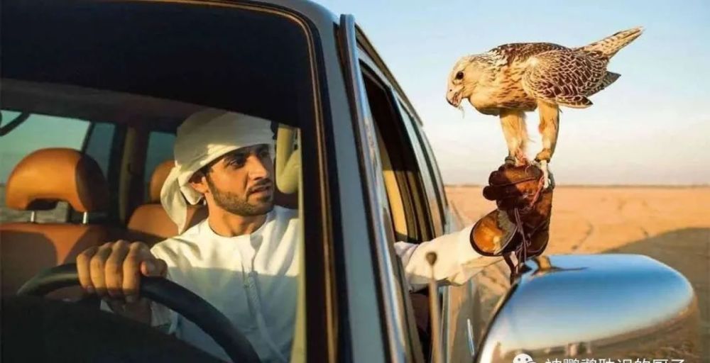 中东土豪只钟爱狮子老虎王子其实大熊猫才是我们最爱