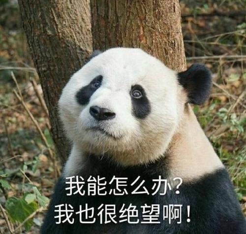 熊猫的委屈表情包我活得好悲伤我坐在地上拉肖邦