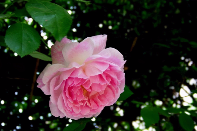 7月开始财富如雨下,好运扎堆,贵人指路,想啥就来啥3大生肖