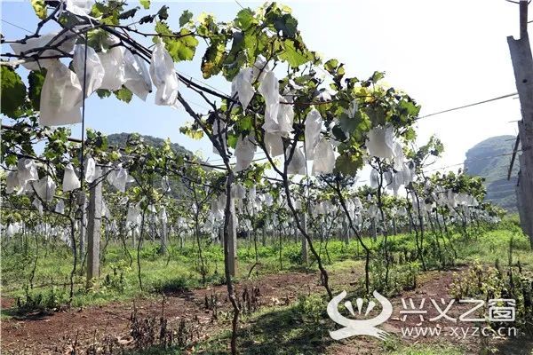 兴义玫瑰庄园巨峰葡萄成熟啦!