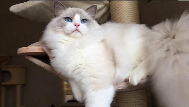 常见的几种 布偶猫 花色 你会区分吗 腾讯新闻