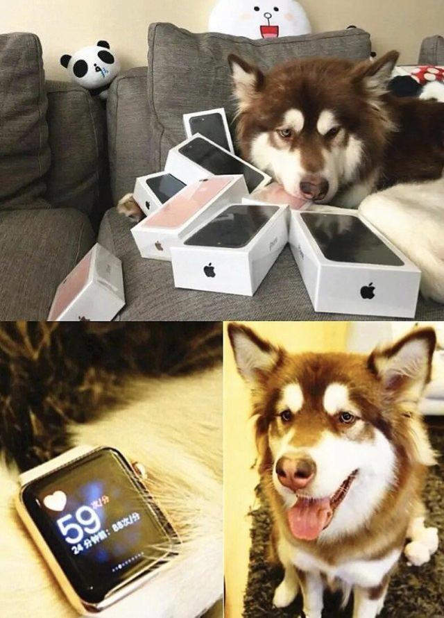 王思聪的爱犬可可:用爱马仕狗盆,坐私人飞机,走丢后悬赏100万_腾讯