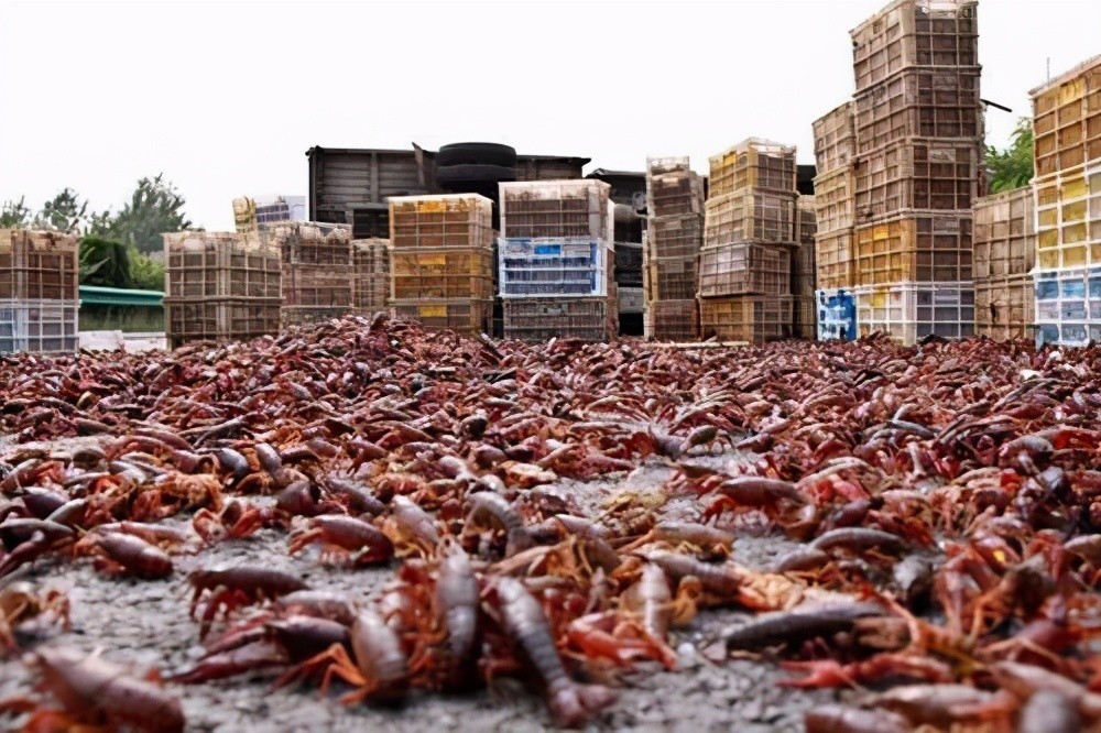 澳洲小龙虾泛滥成灾图片