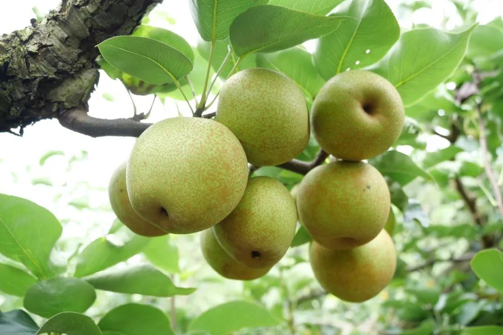 夏日限定!清流蜜雪梨,盛夏冰爽甜甜蜜蜜