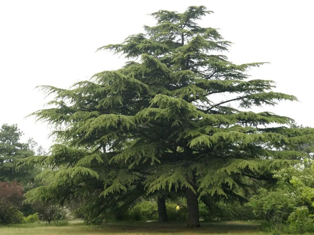 这种植物花不是花 果不是果 但还挺好吃 腾讯新闻