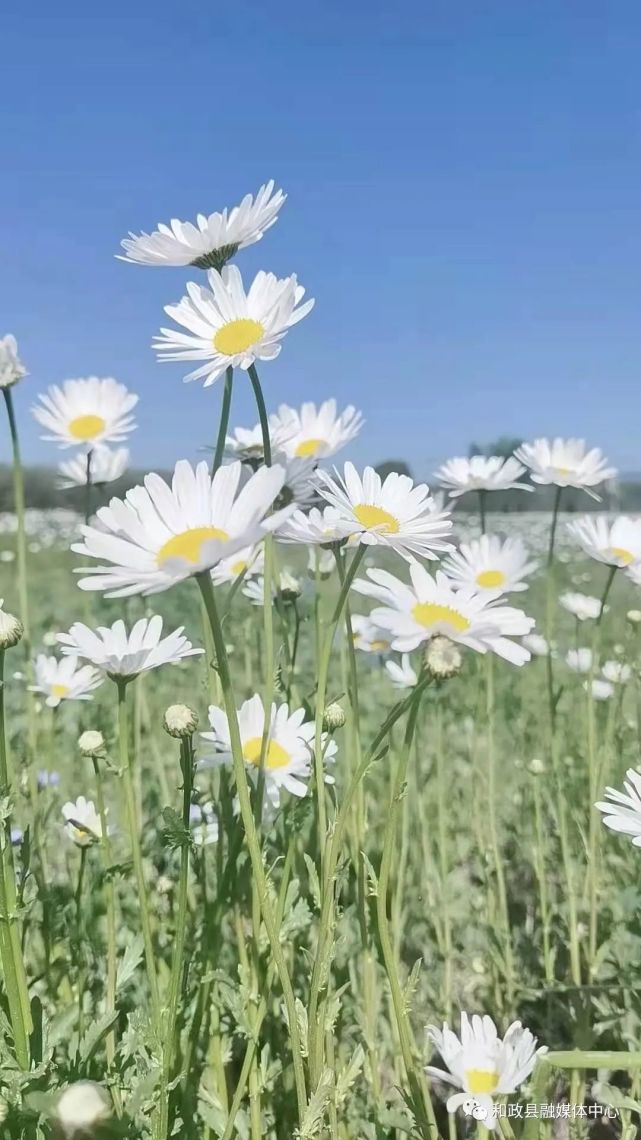送你一朵小雏菊