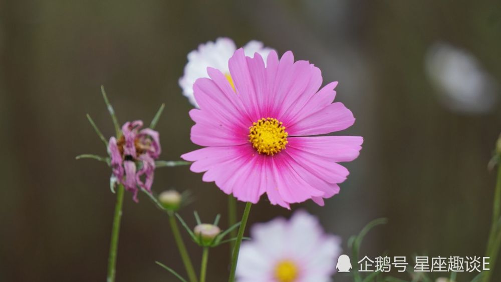 7月10日 日星座运势 巨蟹井然有序 天蝎责无旁贷 双鱼统筹规划 腾讯新闻