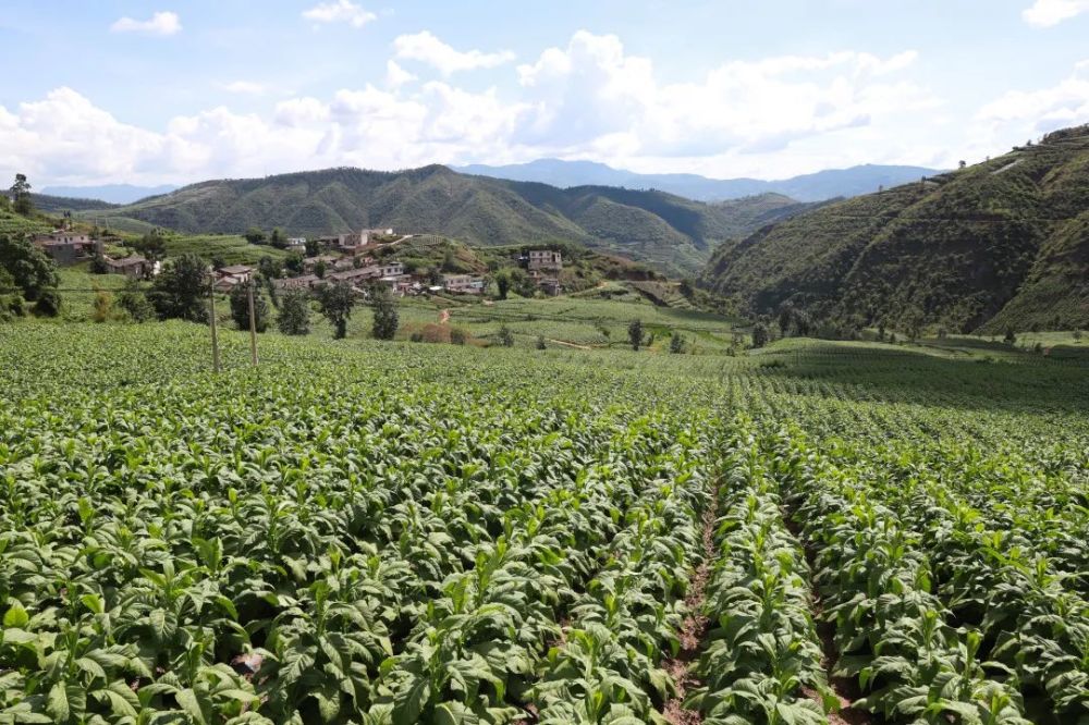 环江红到嘎吉镇调研督导防汛减灾地灾防治烤烟生产等工作