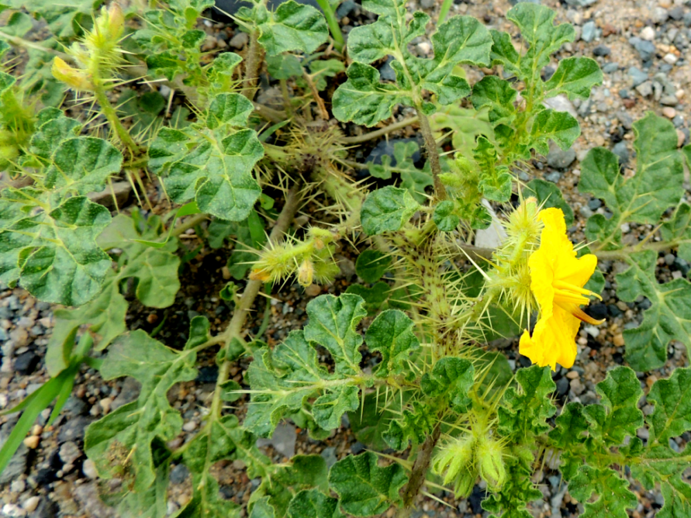 黄花刺茄(学名:solanum rostratum dunal),原产于北美洲,是一种危害