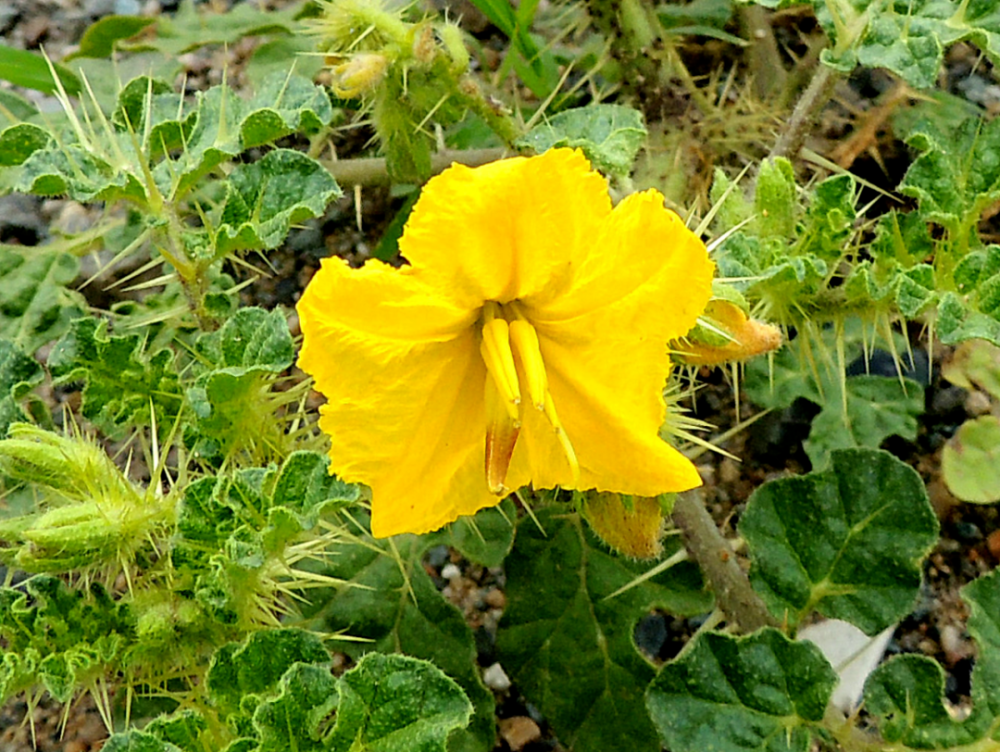 锡盟又发现一种外来入侵“害”草，看见了请拔除！_腾讯新闻