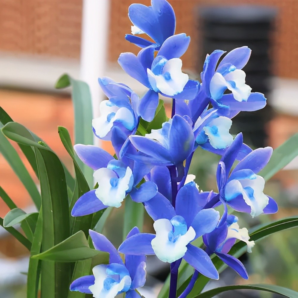 阳台有个小角落,养棵建兰"蓝宝石",皮实好养,四季清香宜人_腾讯新闻