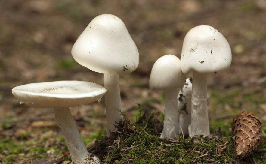 常见有毒的蘑菇:白毒伞,毒伞(白帽菌,绿帽菌),白毒蝇鹅膏菌,秋生盔孢