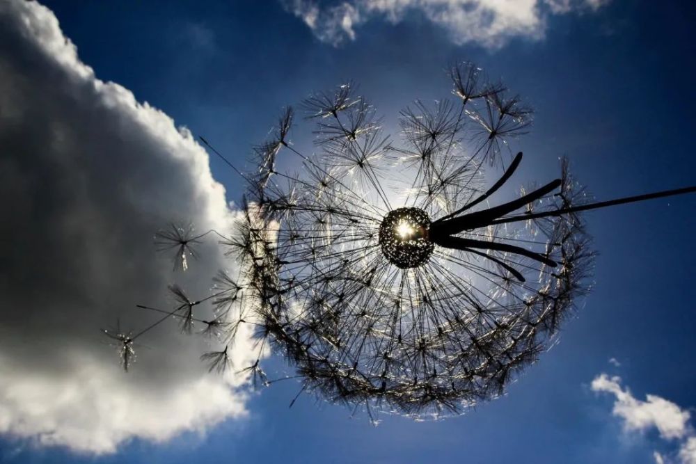 两个关于蒲公英的艺术作品,完全不同的形式,美得一样惊人