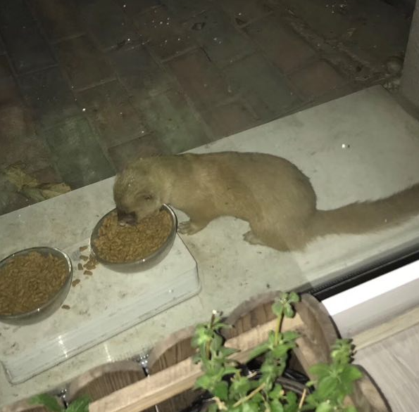 中国互联网员工发际线的迁徙见证人为什么是黄鼠狼