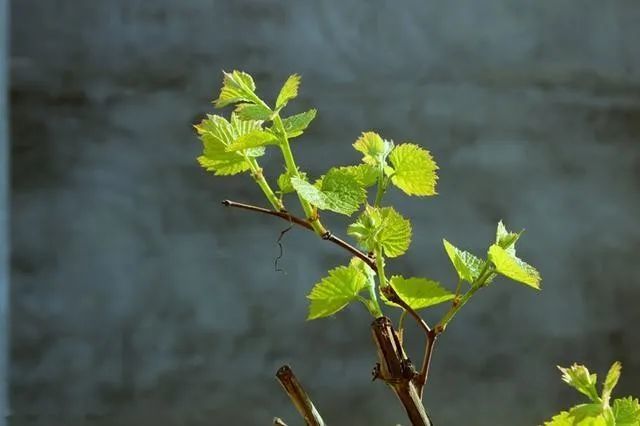 幼齡葡萄冬剪時如何確定冬芽留量