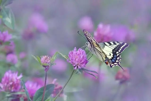 天秤座21年7月运势 人脉资源扩展 事业有新机会 升职加薪 腾讯新闻