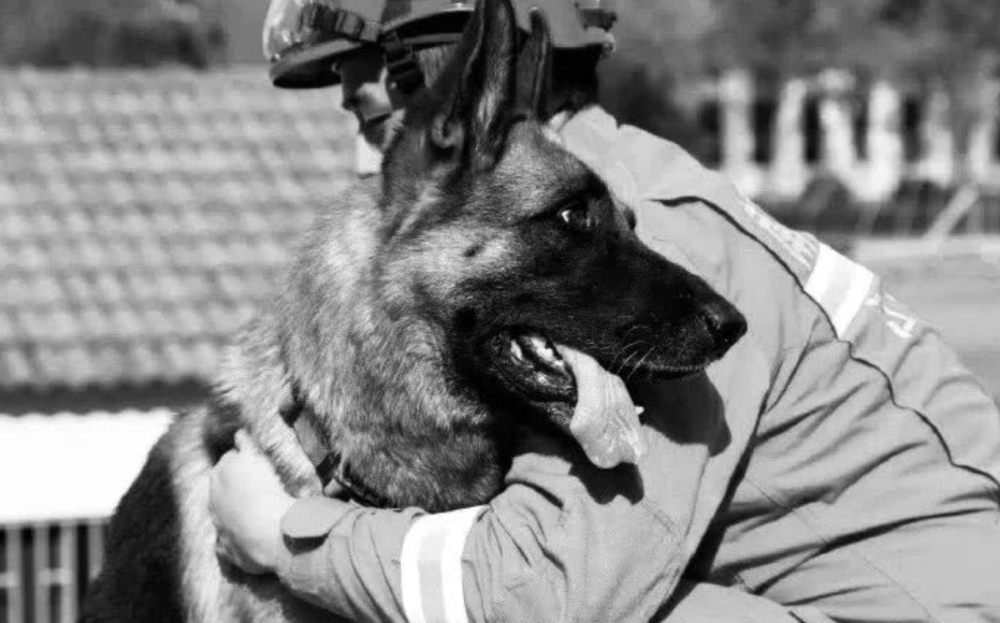 《犬王》导演为了电影效果炸死军犬,网友怒了,太残忍了_腾讯新闻