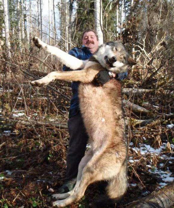 一獒战三狼最强犬科动物北美灰狼