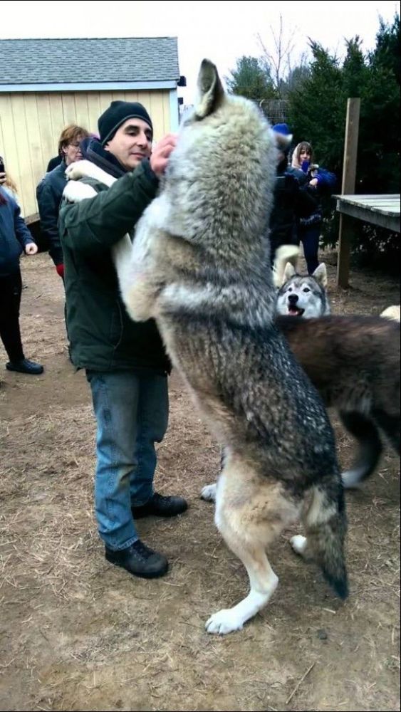 一獒戰三狼最強犬科動物北美灰狼