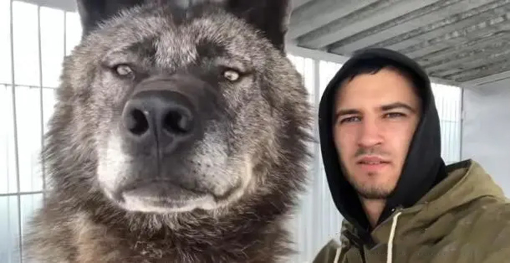 一獒战三狼最强犬科动物北美灰狼