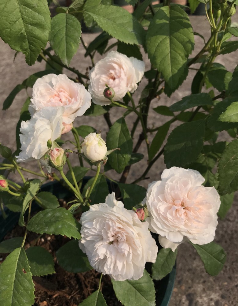 你的阳台还有位置吗?养棵"花见小路",文艺小清新,四季能赏花_腾讯新闻