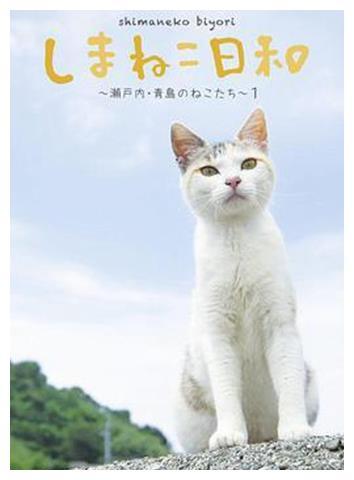 印度洋"猫岛":生活5万只猫,岛上老鼠被吃光,还自学下海捕鱼