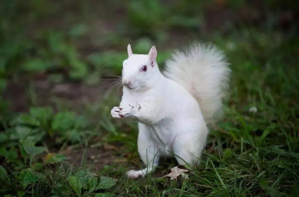 顾虑,所以在一代代的繁衍进化过程中,有很多生物都进化出了白化基因